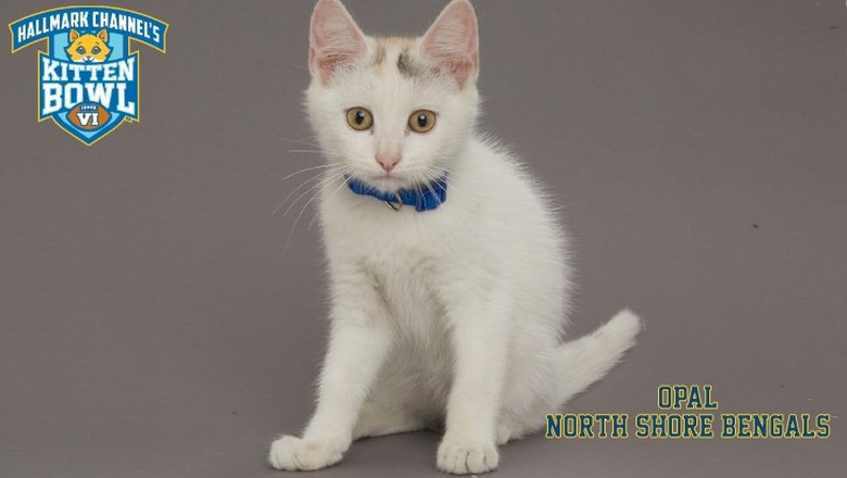 Kitten Bowl 2019 Photos