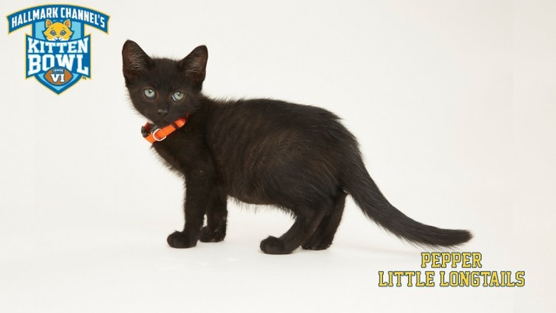 Kitten Bowl 2019 Photos