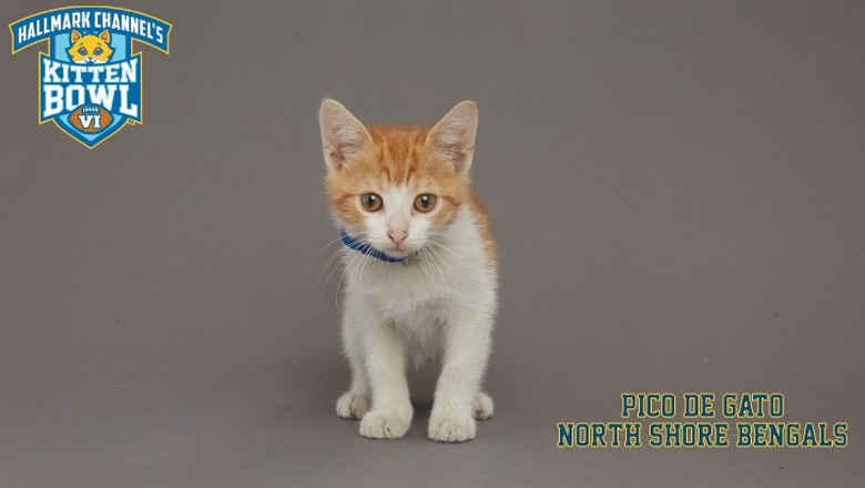 Kitten Bowl 2019 Photos