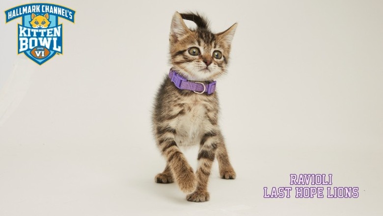 Kitten Bowl 2019 Photos