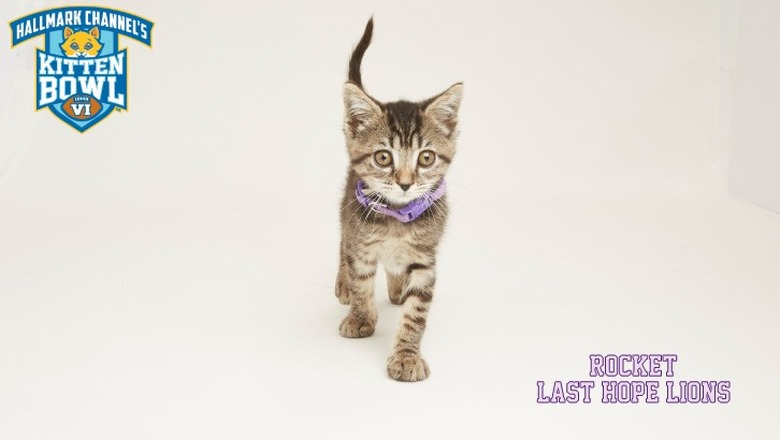 Kitten Bowl 2019 Photos