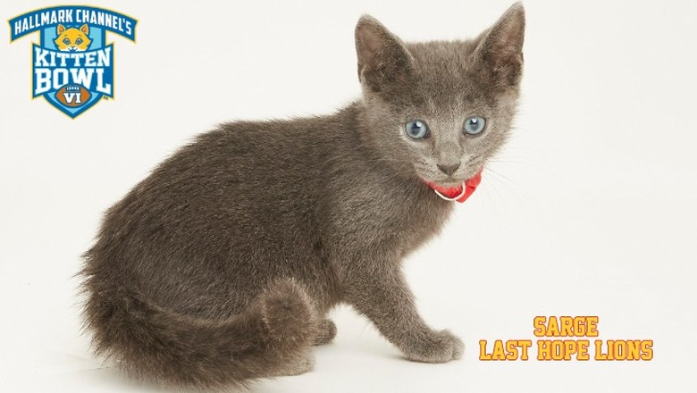Kitten Bowl 2019 Photos