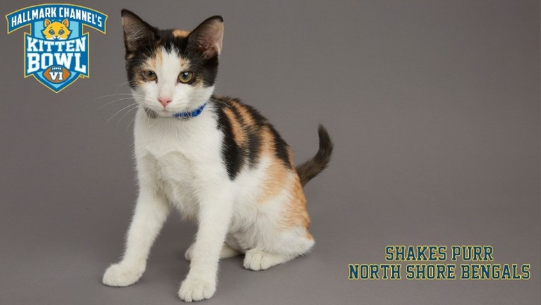 Kitten Bowl 2019 Photos