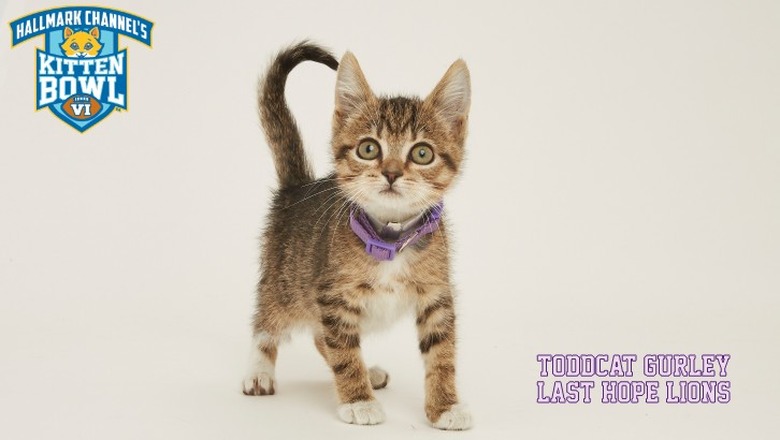 Kitten Bowl 2019 Photos