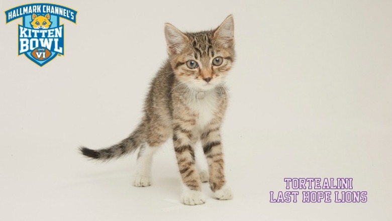 Kitten Bowl 2019 Photos