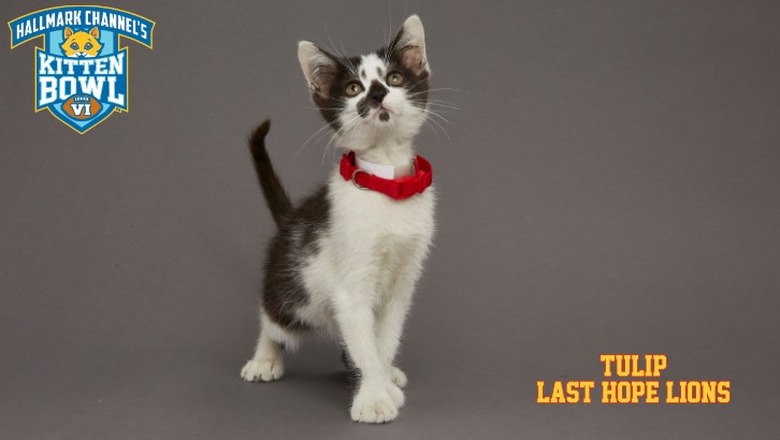 Kitten Bowl 2019 Photos