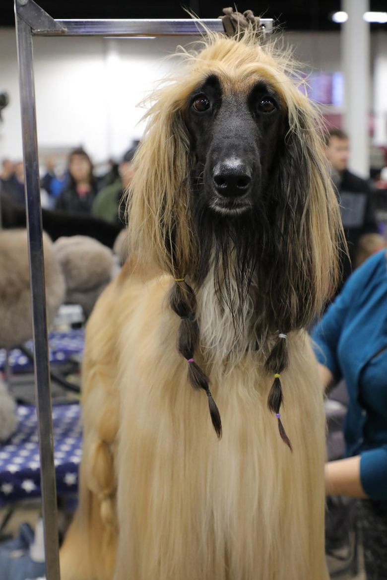National Dog Show 2019