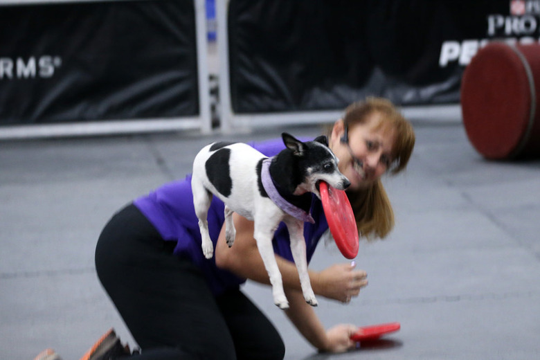 National Dog Show 2019