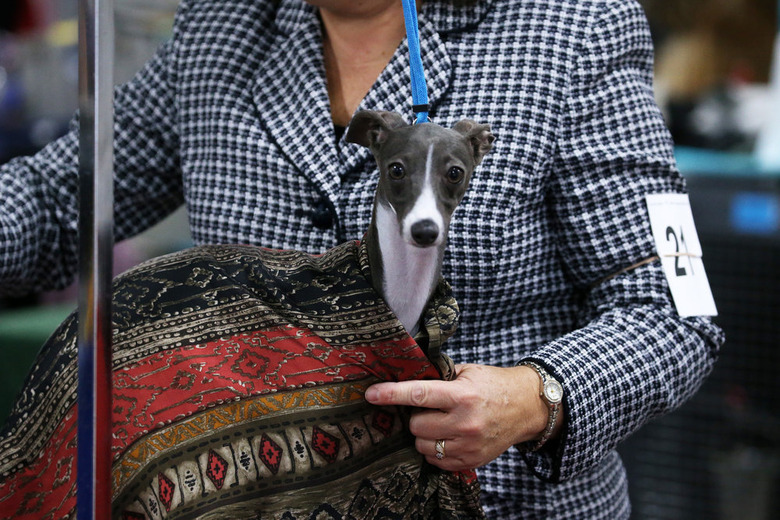 National Dog Show 2019