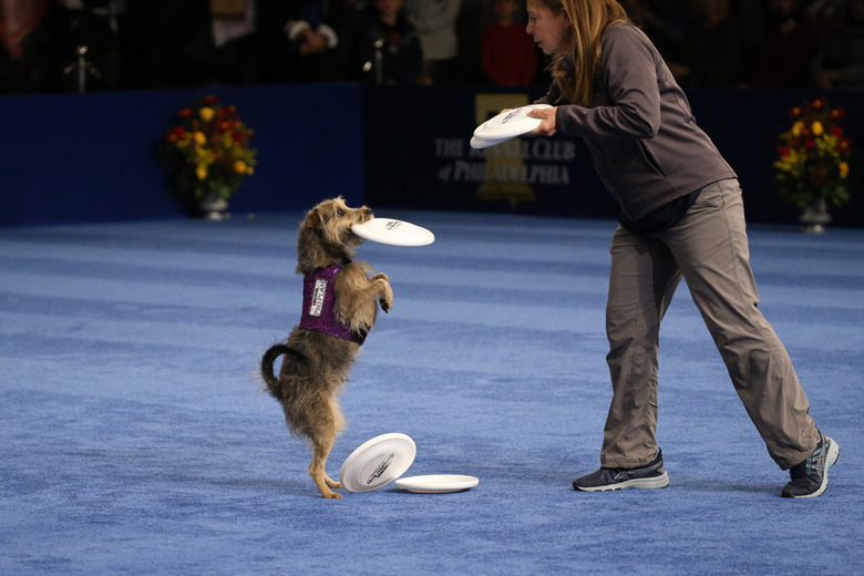 National Dog Show 2019