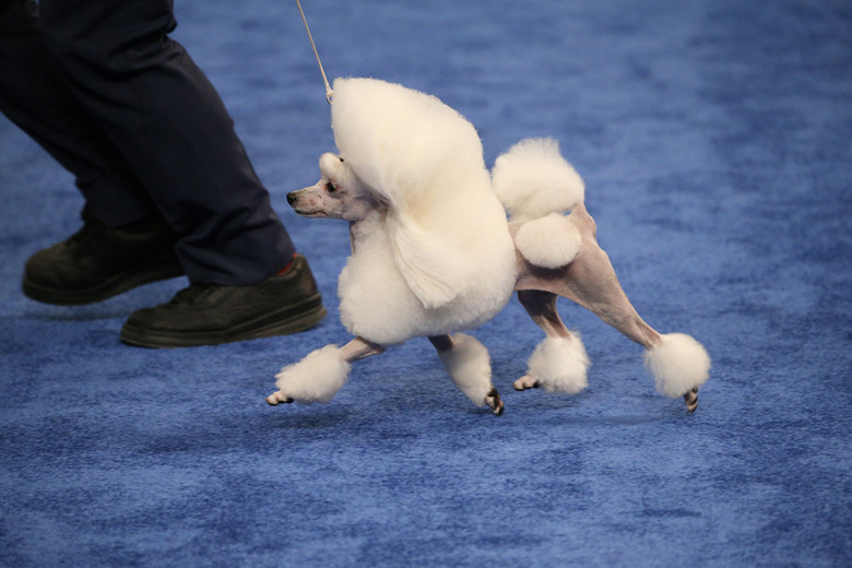National Dog Show 2019