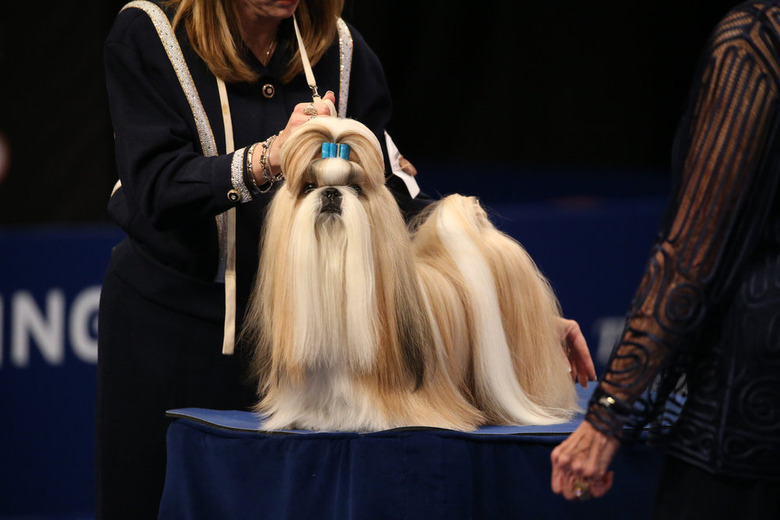 National Dog Show 2019