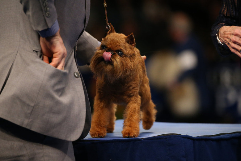 National Dog Show 2019
