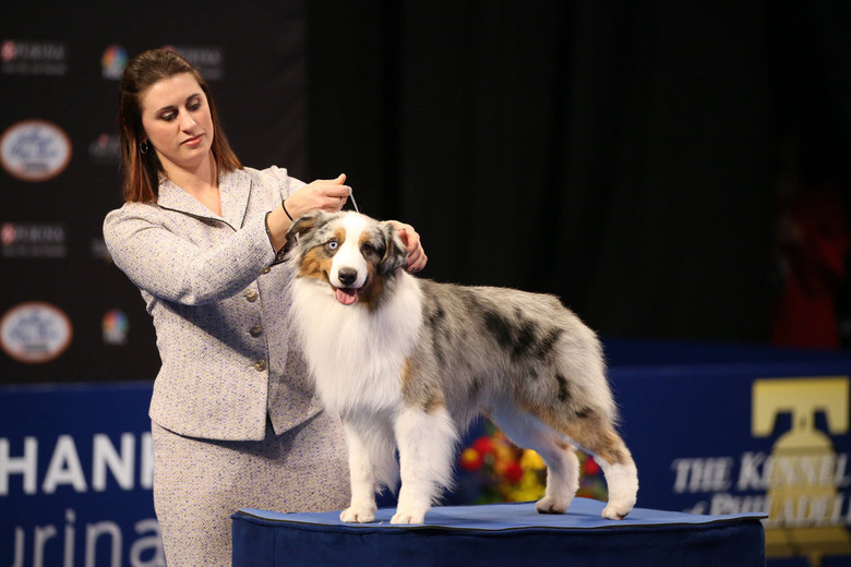 National Dog Show 2019