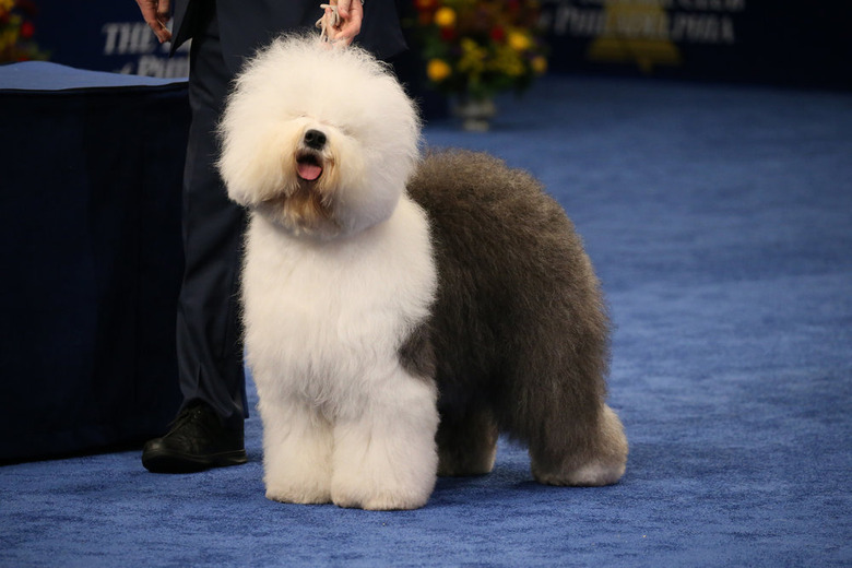 National Dog Show 2019