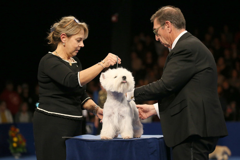 National Dog Show 2019
