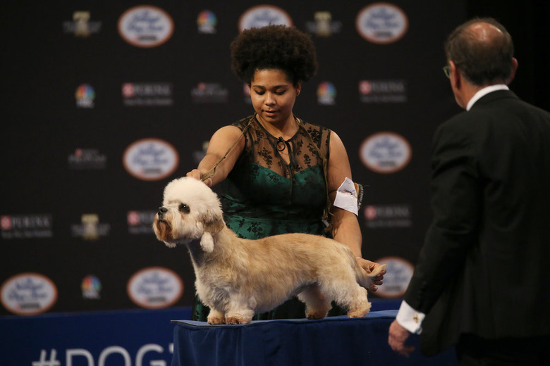 National Dog Show 2019