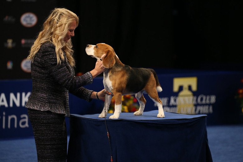 National Dog Show 2019