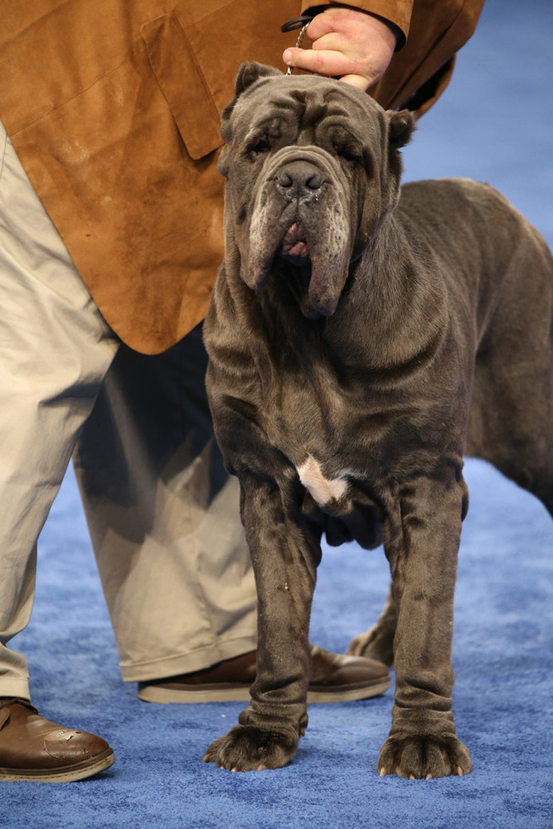 National Dog Show 2019