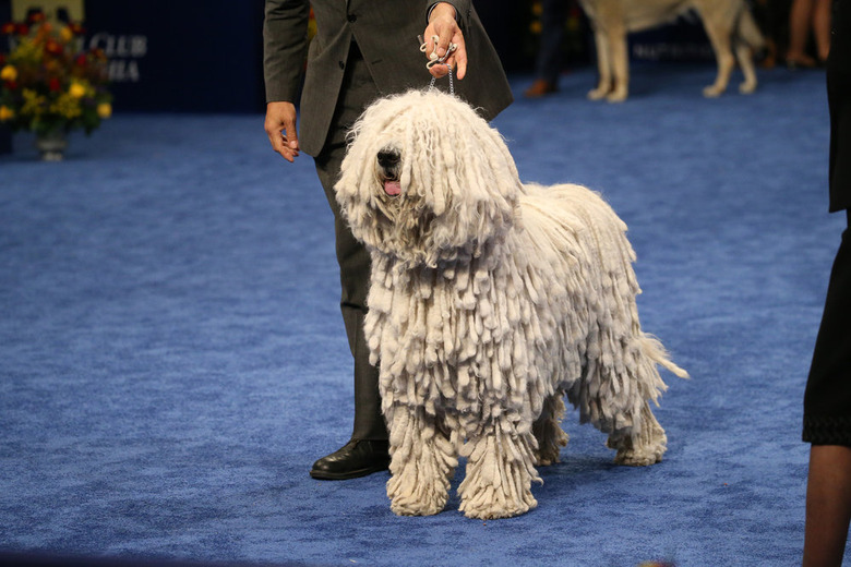 National Dog Show 2019