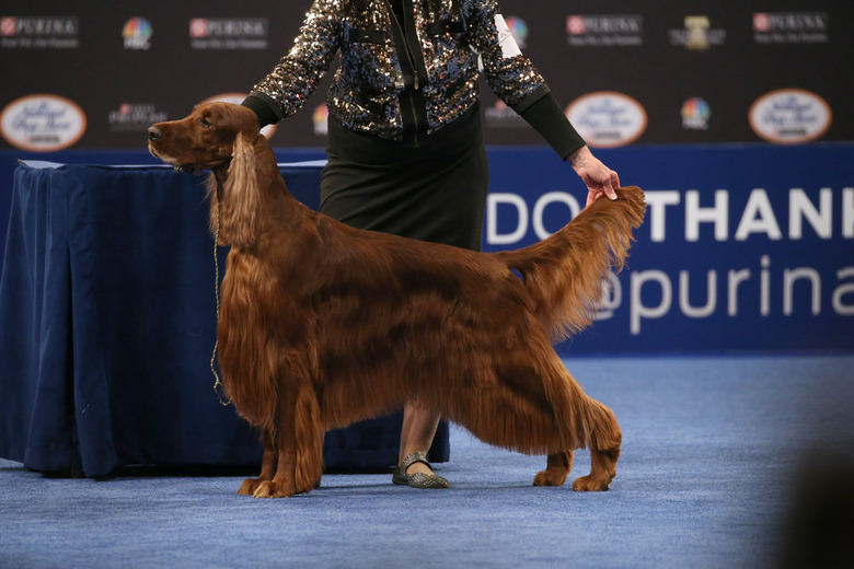National Dog Show 2019