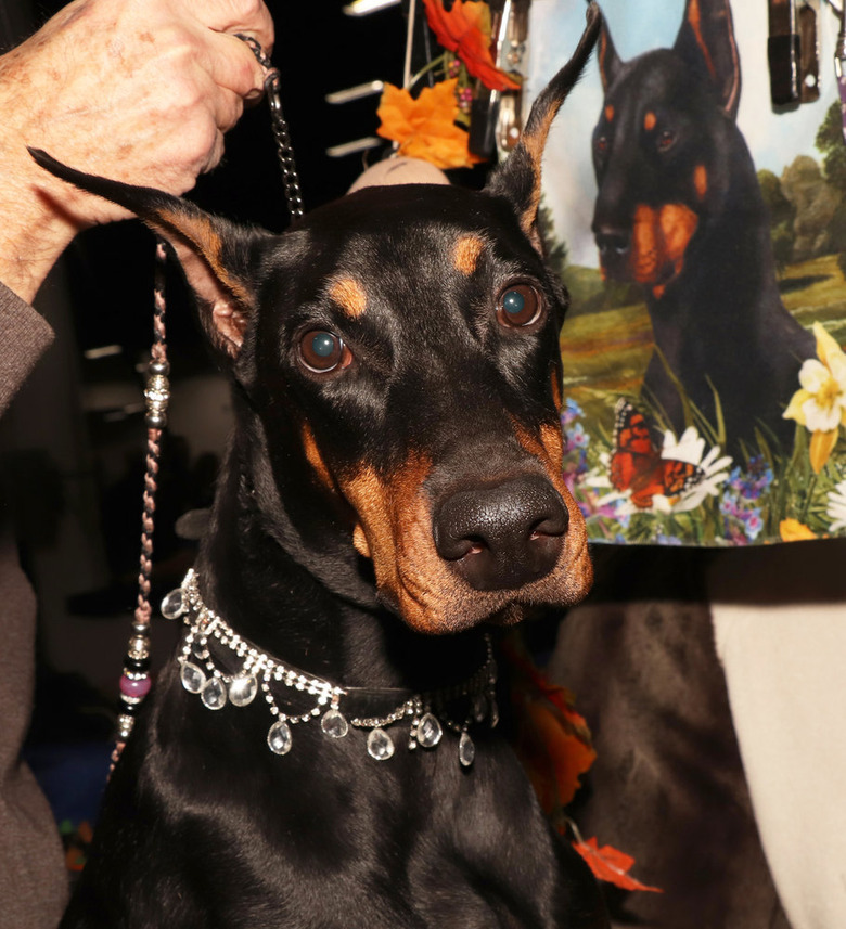 National Dog Show 2019