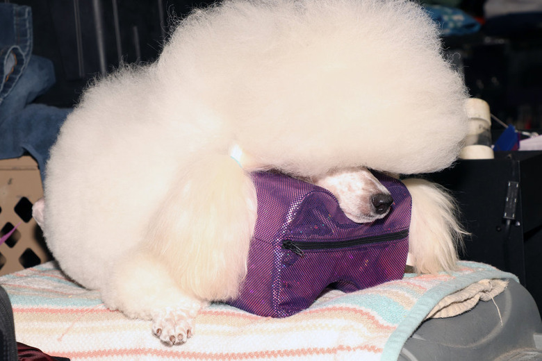 National Dog Show 2019