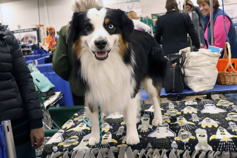 National Dog Show 2019