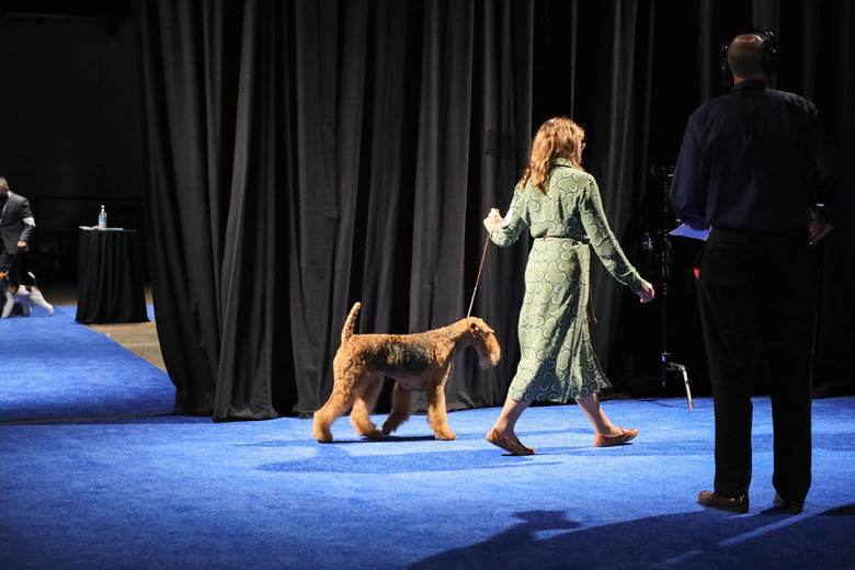 National Dog Show 2020