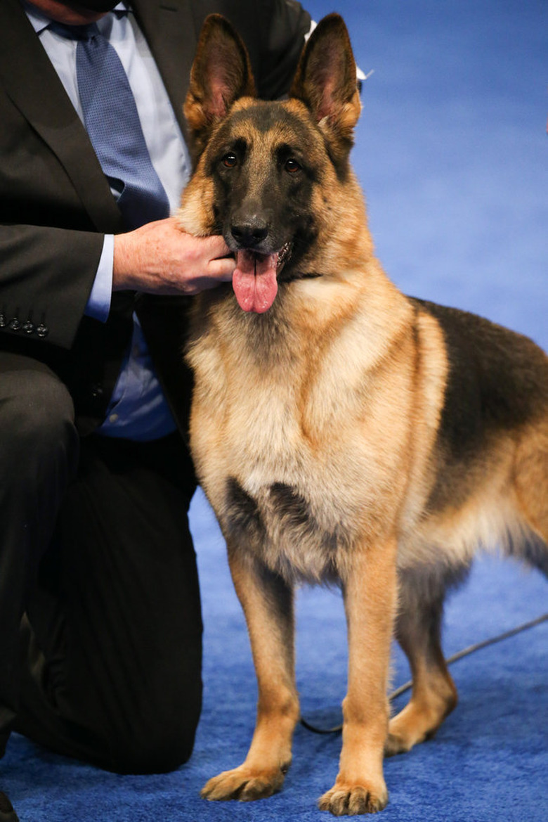 National Dog Show 2020