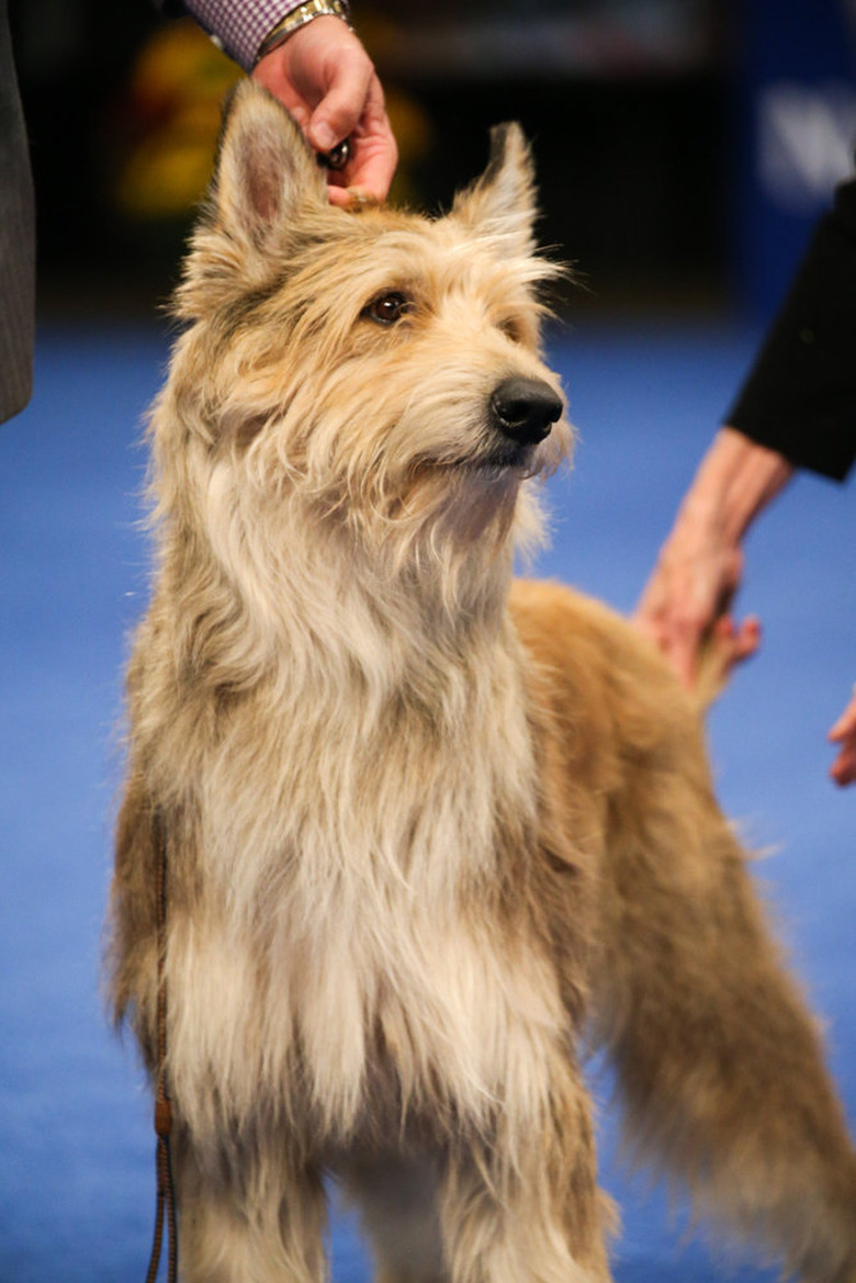 National Dog Show 2020