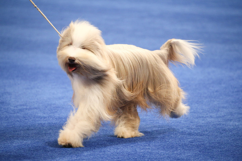 National Dog Show 2020