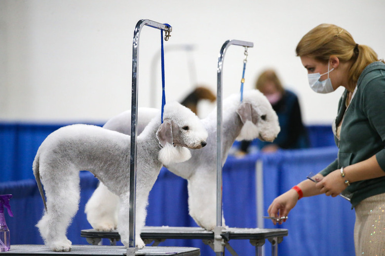 National Dog Show 2020
