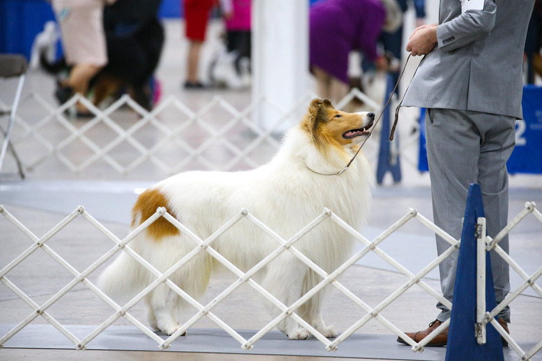 National Dog Show 2020