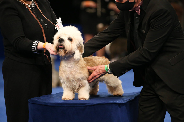 National Dog Show 2020