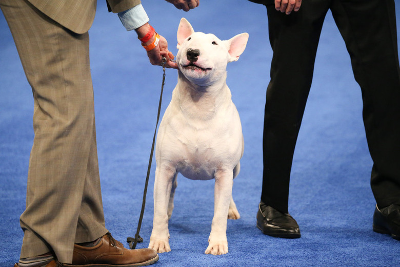 National Dog Show 2020