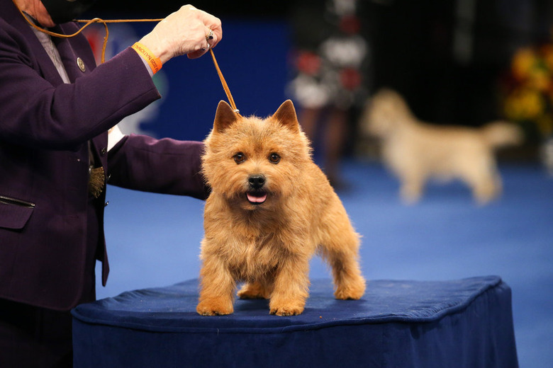 National Dog Show 2020