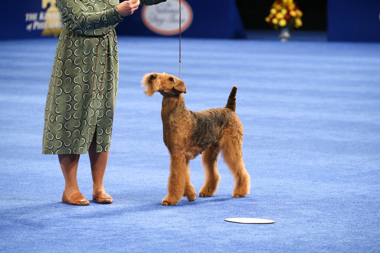 National Dog Show 2020