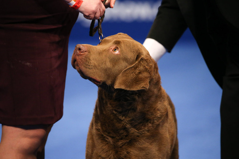 National Dog Show 2020