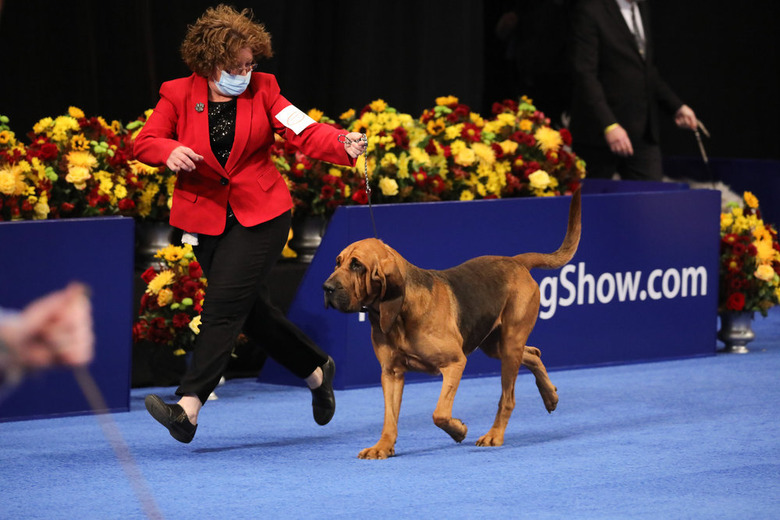 National Dog Show 2020