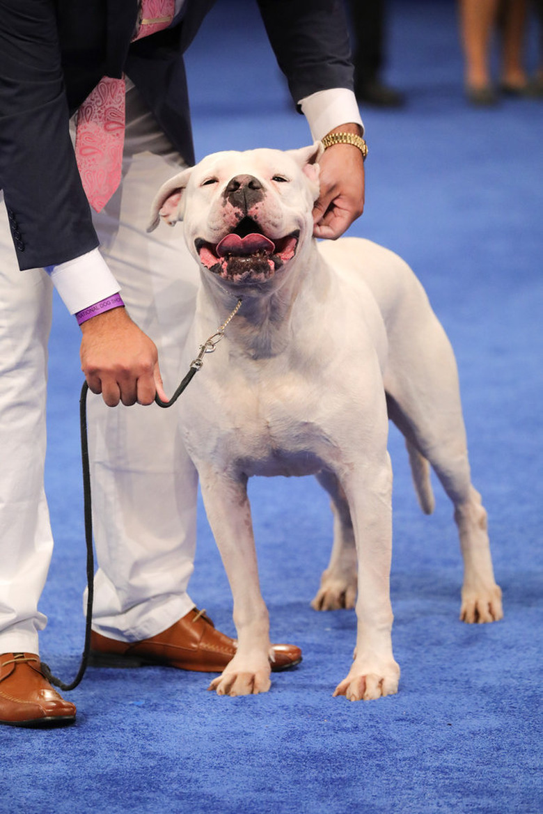 National Dog Show 2020