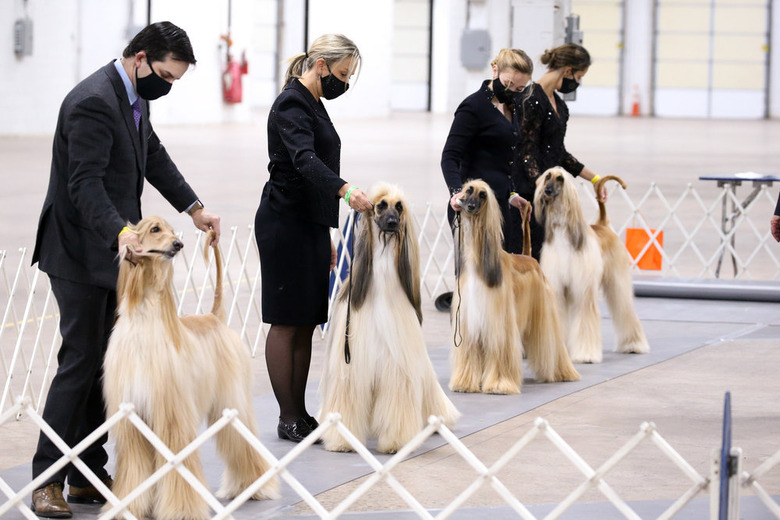 National Dog Show 2020