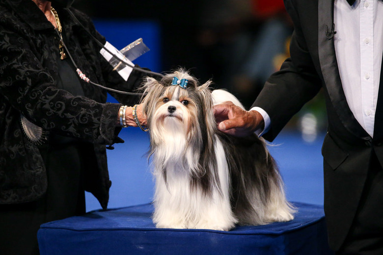 National Dog Show 2021 Winner