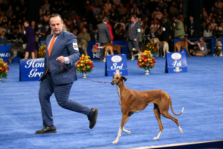 National Dog Show 2021 Winner