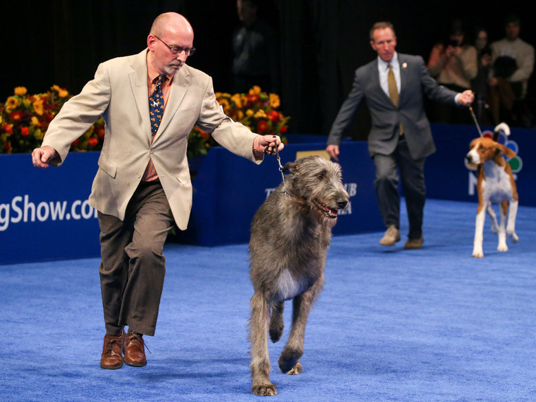 National Dog Show 2021 Winner