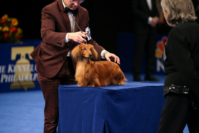 National Dog Show 2021 Winner