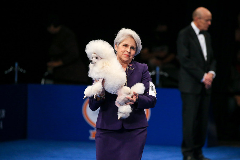 National Dog Show 2021 Winner