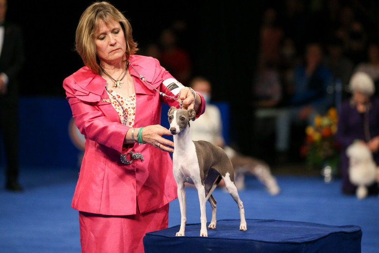 National Dog Show 2021 Winner