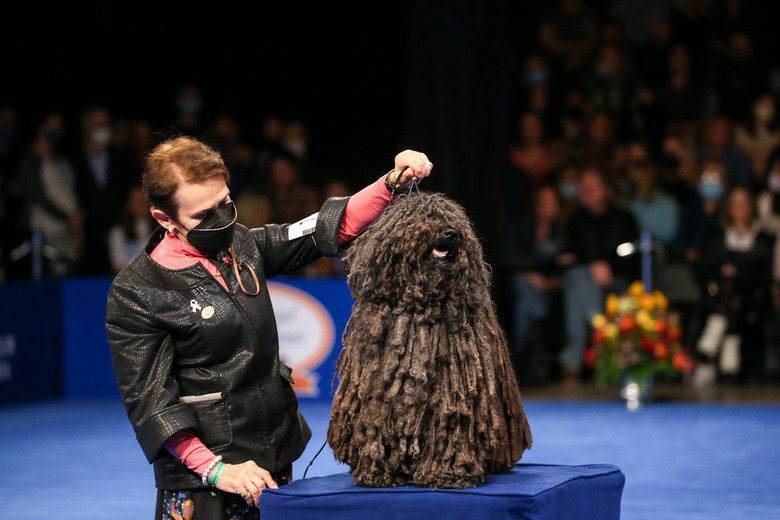 National Dog Show 2021 Winner