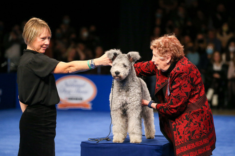 National Dog Show 2021 Winner
